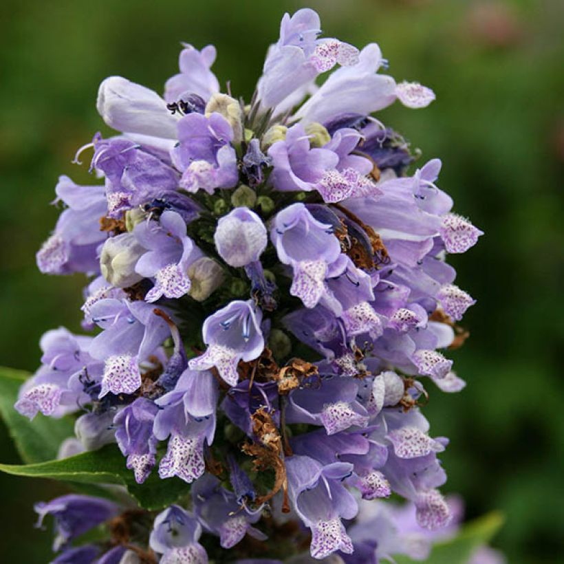 Nepeta subsessilis (Floración)