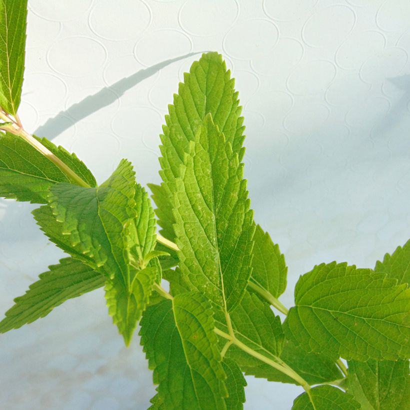 Nepeta subsessilis (Follaje)