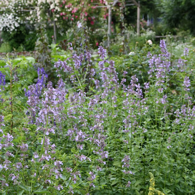 Nepeta subsessilis (Porte)