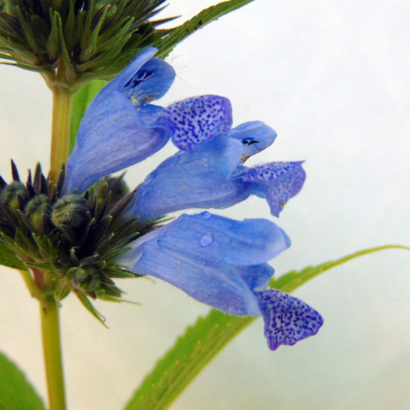 Nepeta subsessilis Laufen (Floración)