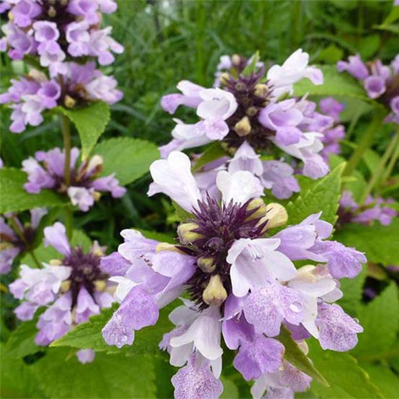 Nepeta subsessilis Sweet Dreams (Floración)