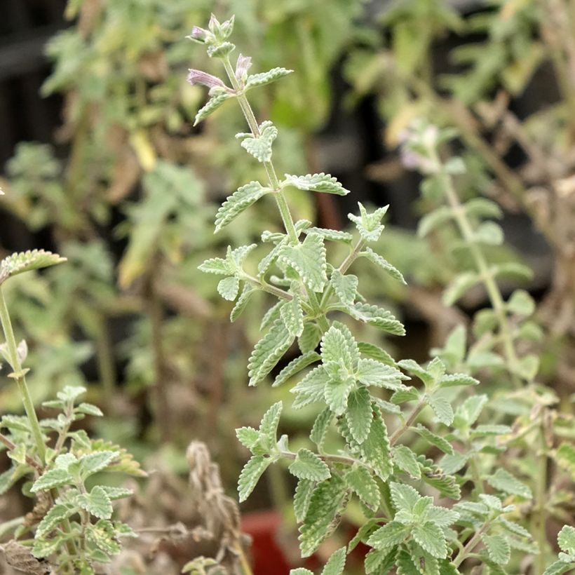 Nepeta faassenii Dropmore (Follaje)