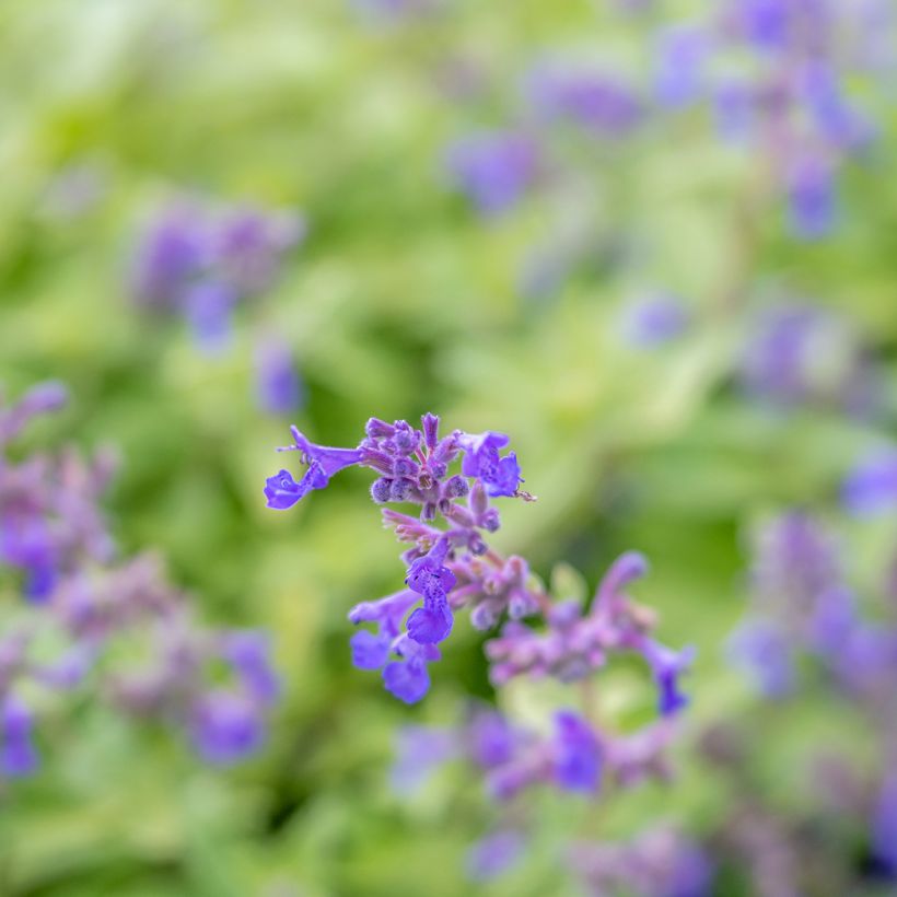 Nepeta faassenii Limelight (Floración)