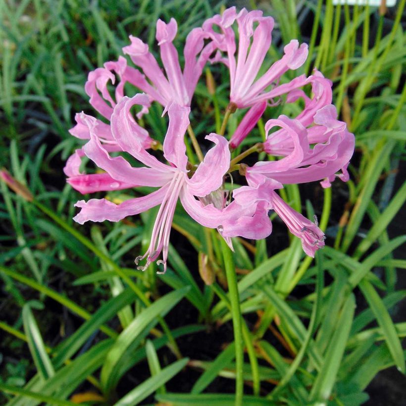 Nerine undulata (Floración)