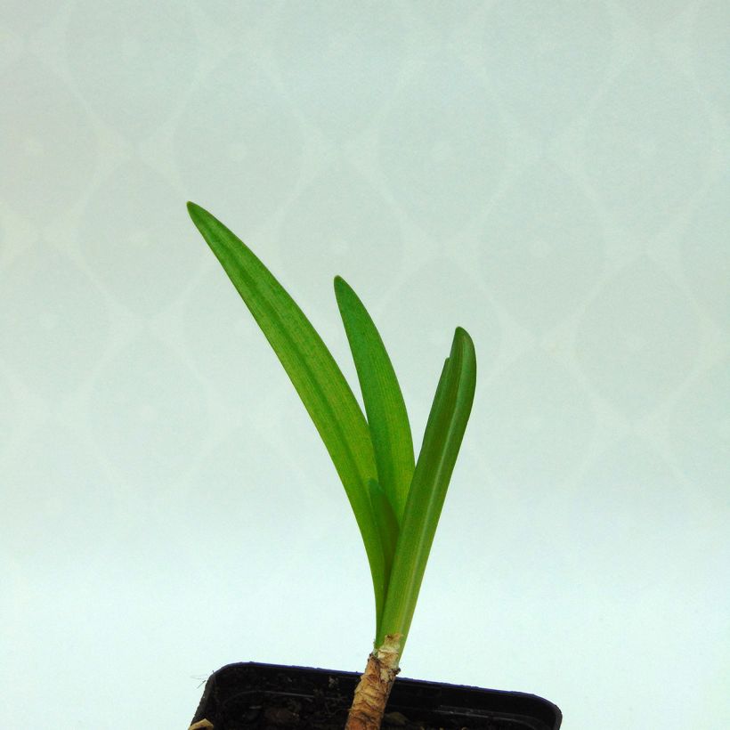 Nerine flexuosa White (Follaje)