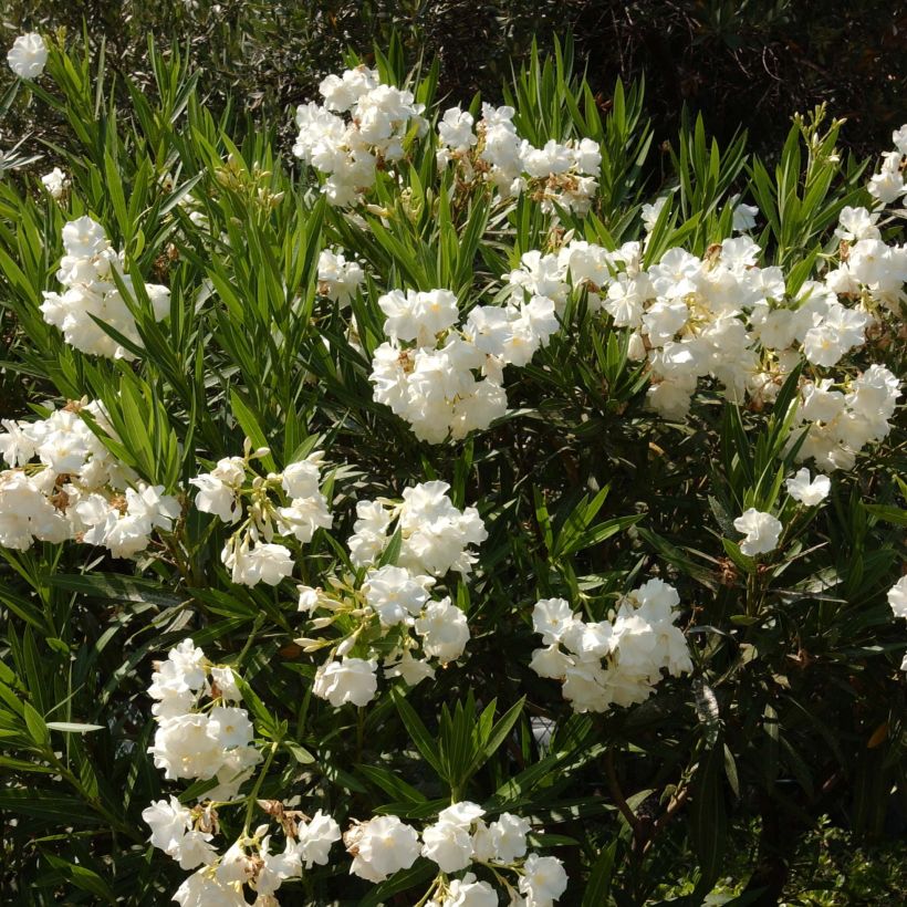 Adlefa blanca- Nerium oleander White (Porte)