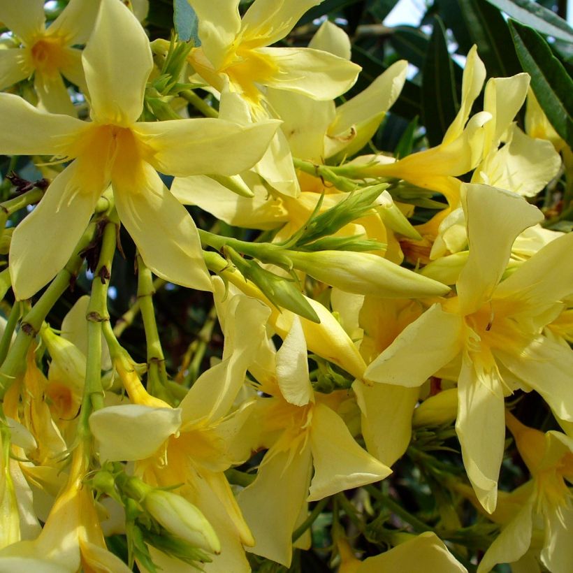 Adlefa amarilla - Nerium oleander Marie Gambetta (Floración)