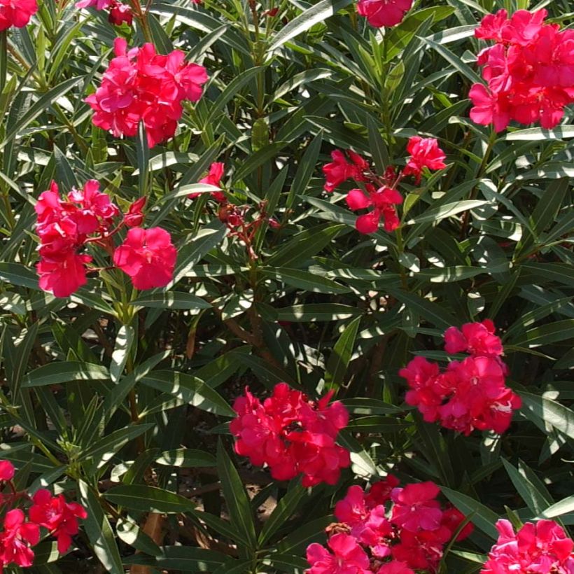 Adlefa roja plena - Nerium oleander Double Red (Floración)