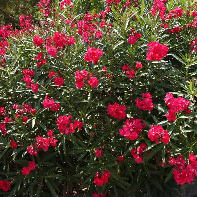 Adlefa roja plena - Nerium oleander Double Red (Porte)