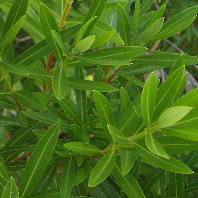 Adlefa salmon - Nerium oleander Salmon (Follaje)