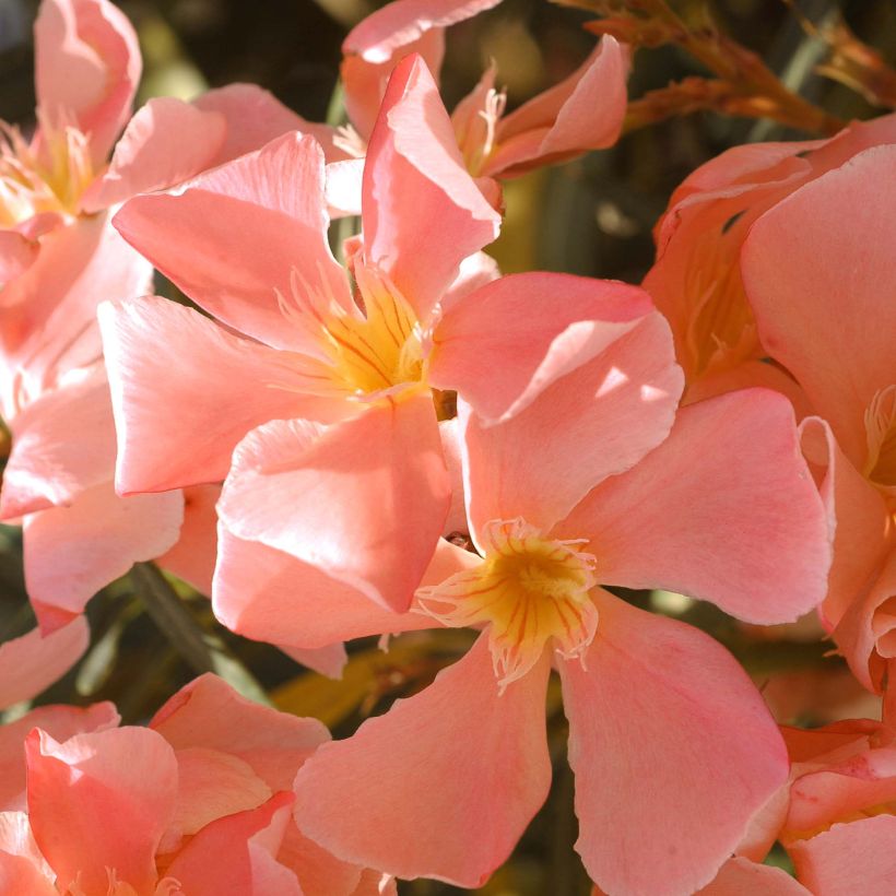 Adlefa salmon - Nerium oleander Salmon (Floración)