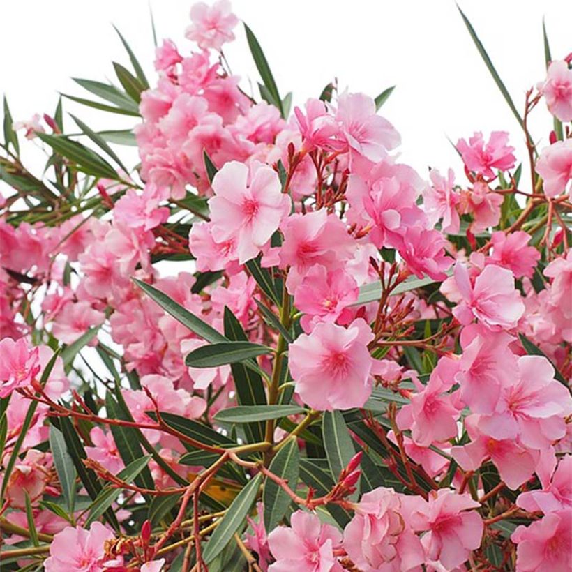 Adelfa rosa  - Nerium oleander (Floración)