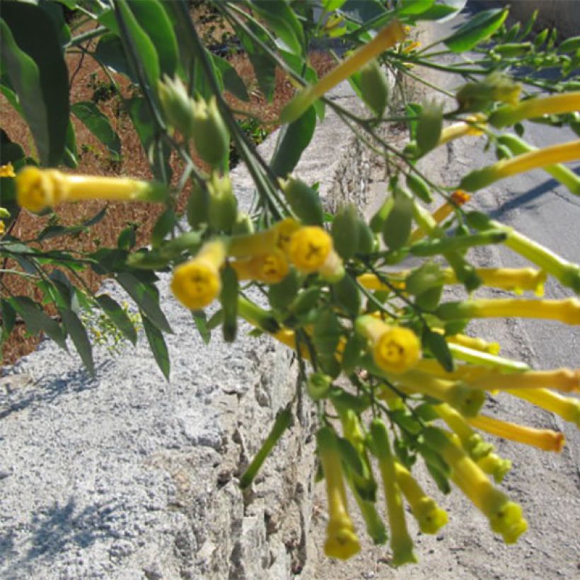 Nicotiana glauca - Tabaco ornamental (Floración)