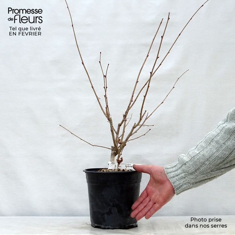 Corylus avellana Rode Zellernoot - Noisetier pourpre en pot de 3L/4L Ejemplar entregado en invierno