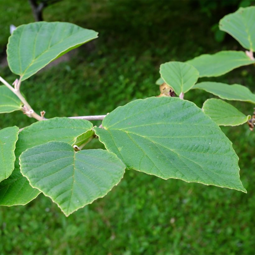 Hamamelis intermedia Aurora (Follaje)