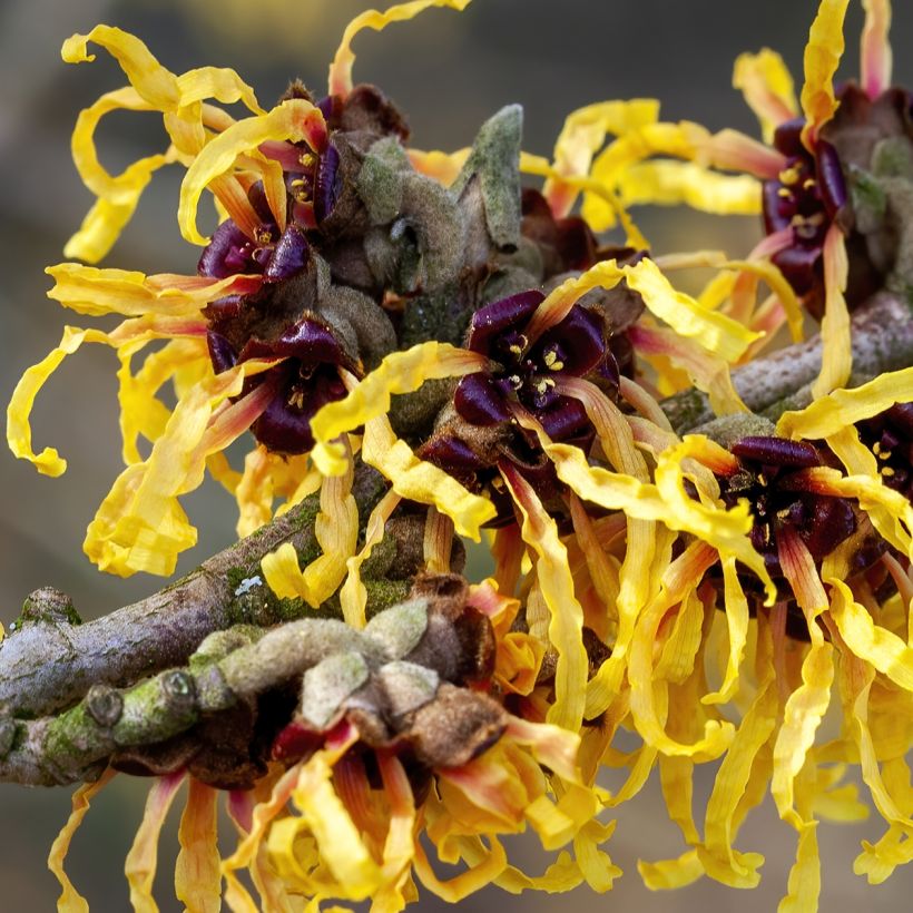 Hamamelis intermedia Aurora (Floración)