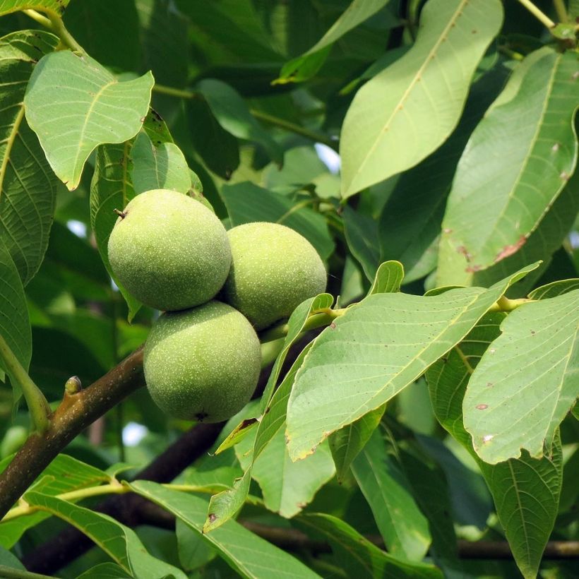 Nogal común - Juglans regia (Follaje)