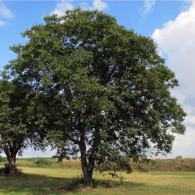 Nogal común - Juglans regia (Porte)