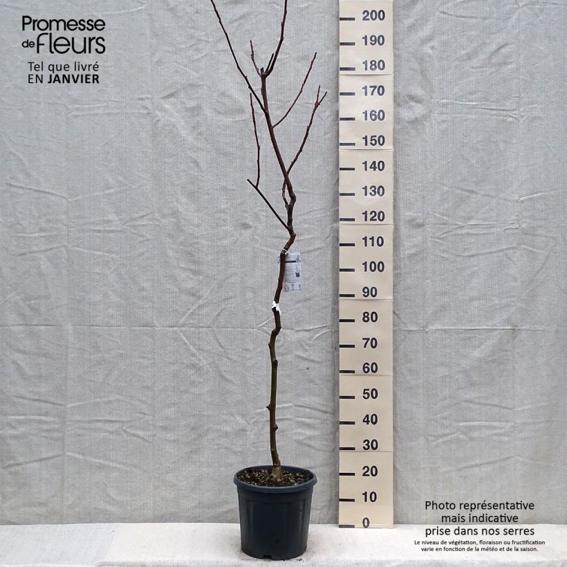 Noyer commun - Juglans regia Chandler Pot de 10L Ejemplar entregado en invierno