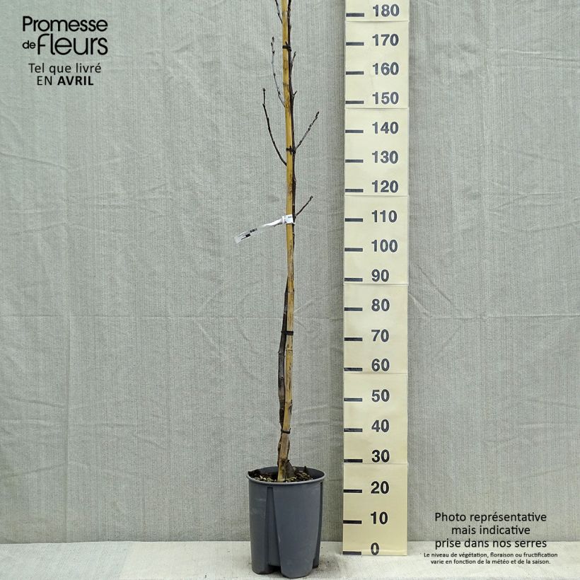 Noyer commun - Juglans regia Fernor Pot de 10L Ejemplar entregado en la primavera