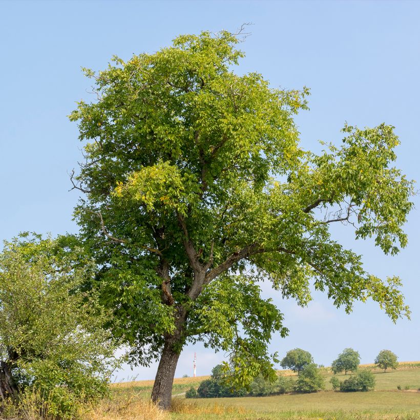 Nogal común Weinsberg 1 (Porte)