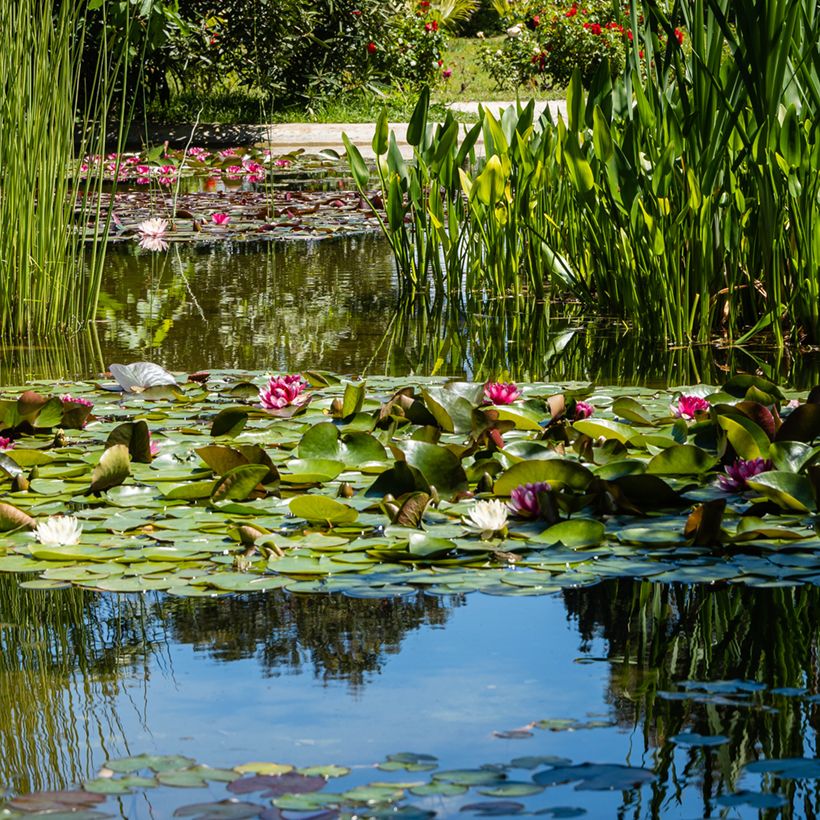 Nenúfar Attraction - Nymphaea (Porte)