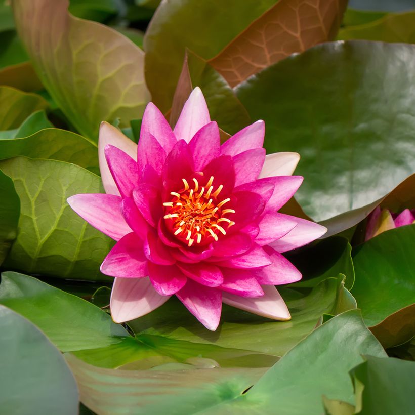 Nenúfar Escarboucle - Nymphaea (Floración)