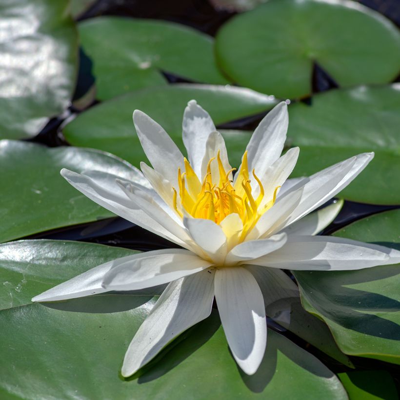 Nenúfar Hermine - Nymphaea (Floración)