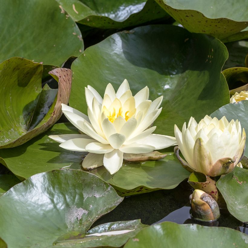 Nenúfar Texas Dawn - Nymphaea (Floración)