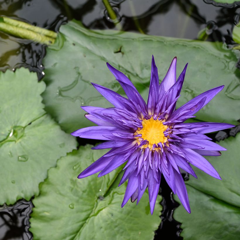 Nenúfar Tina - Nymphaea (Floración)