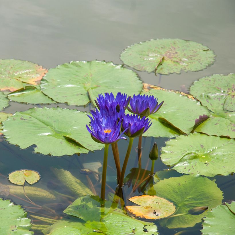 Nenúfar Tina - Nymphaea (Porte)