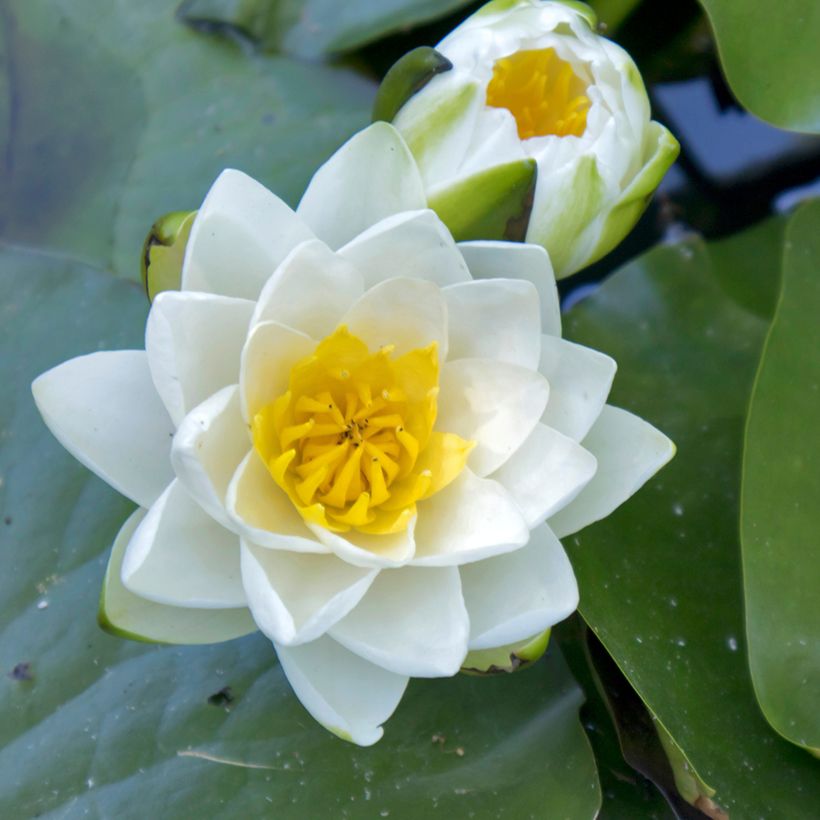 Nenúfar Virginalis - Nymphaea (Floración)