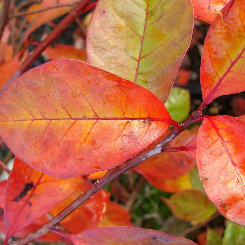 Nyssa sylvatica Autumn Cascades - Tupelo (Follaje)