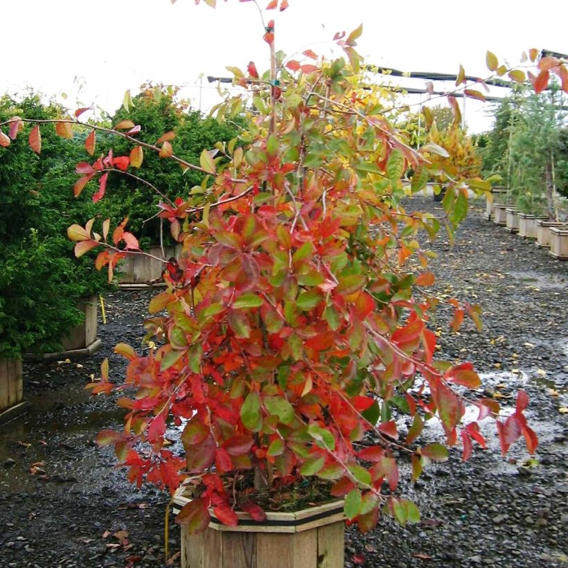 Nyssa sylvatica Autumn Cascades - Tupelo (Porte)