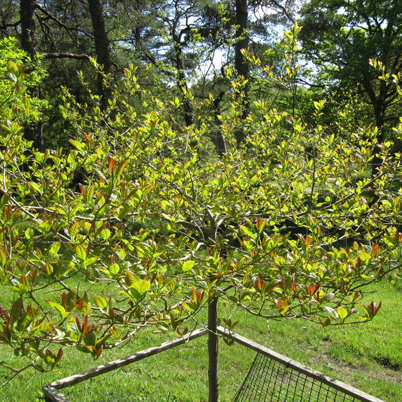 Nyssa sylvatica Red Rage - Tupelo (Porte)