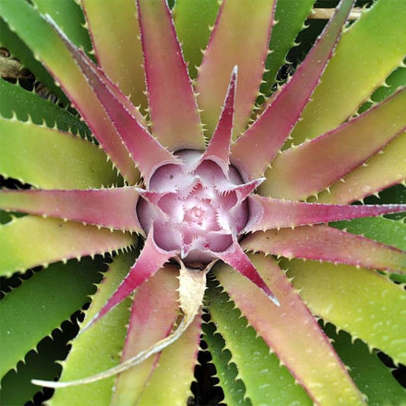 Ochagavia carnea - Bromelia (Follaje)