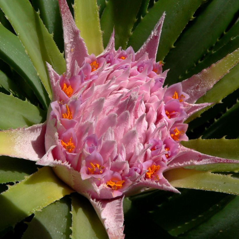 Ochagavia carnea - Bromelia (Floración)