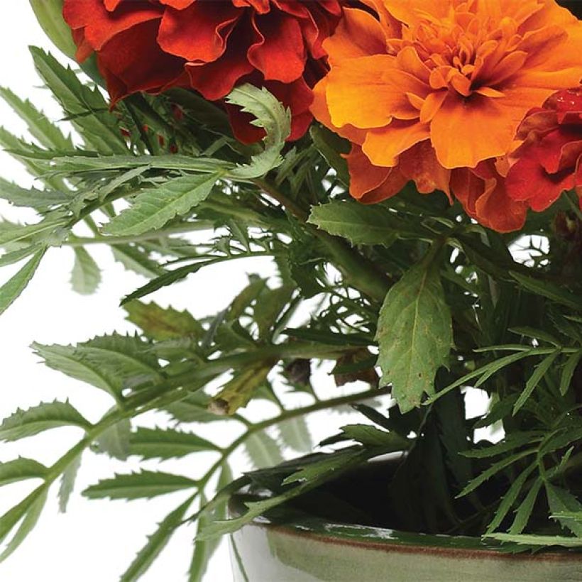 Tagetes Fireball (Follaje)