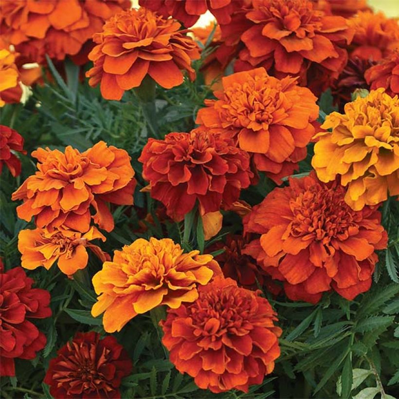 Tagetes Fireball (Floración)