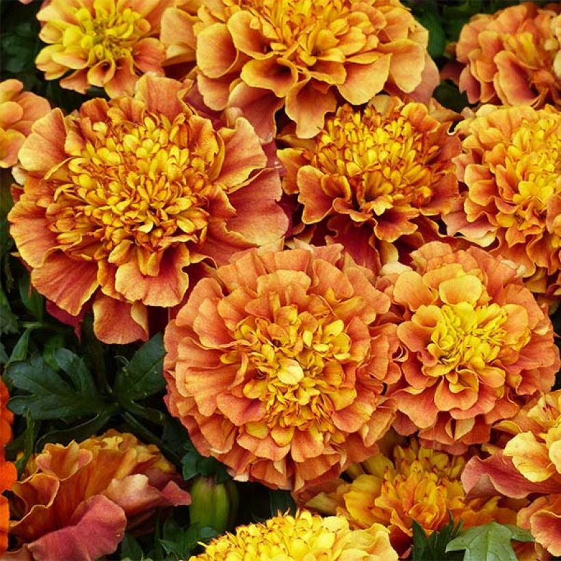 Tagetes patula Strawberry Blonde (Floración)