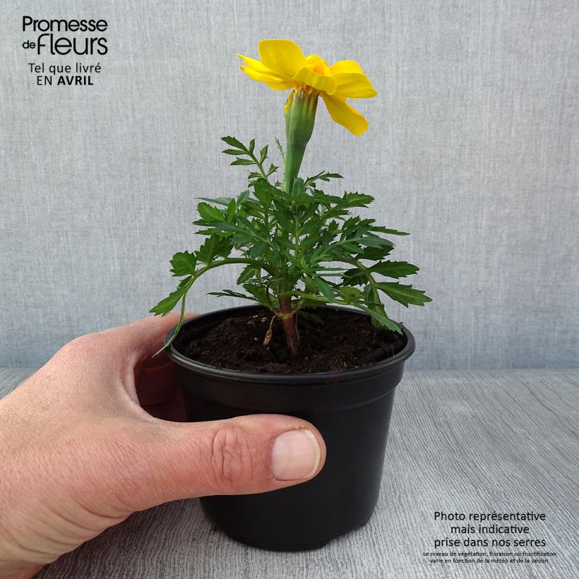 Oeillet d'Inde Durango Yellow - pot de 10/11cm Ejemplar entregado en la primavera