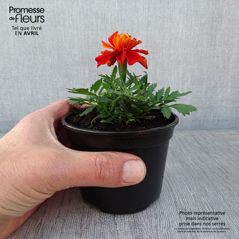 Oeillet d'Inde Fireball - pot de 10/11cm Ejemplar entregado en la primavera