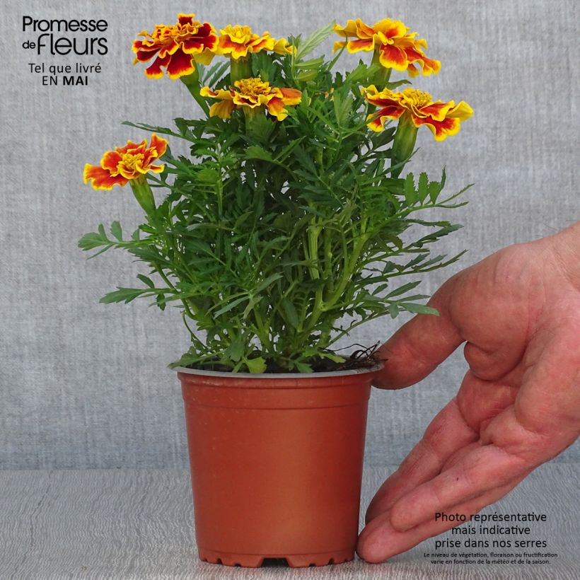 Oeillet d'Inde Queen Yellow Fire - pot de 10/11cm Ejemplar entregado en la primavera