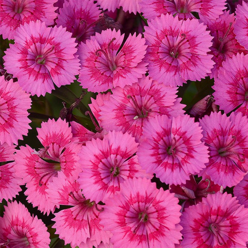 Clavel del poeta Jolt Pink - Dianthus barbatus (Floración)