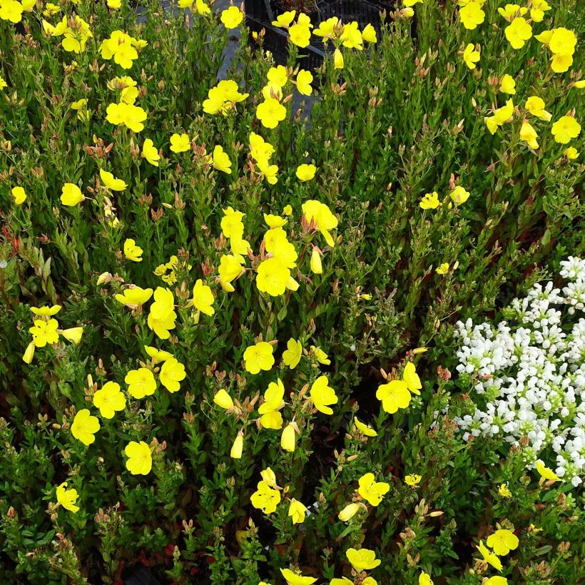 Oenothera fruticosa Hohes Licht - Onagra (Porte)