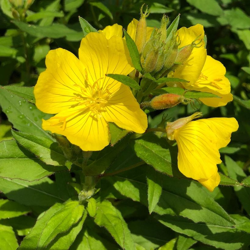 Oenothera fruticosa Michelle Ploeger - Onagra (Floración)