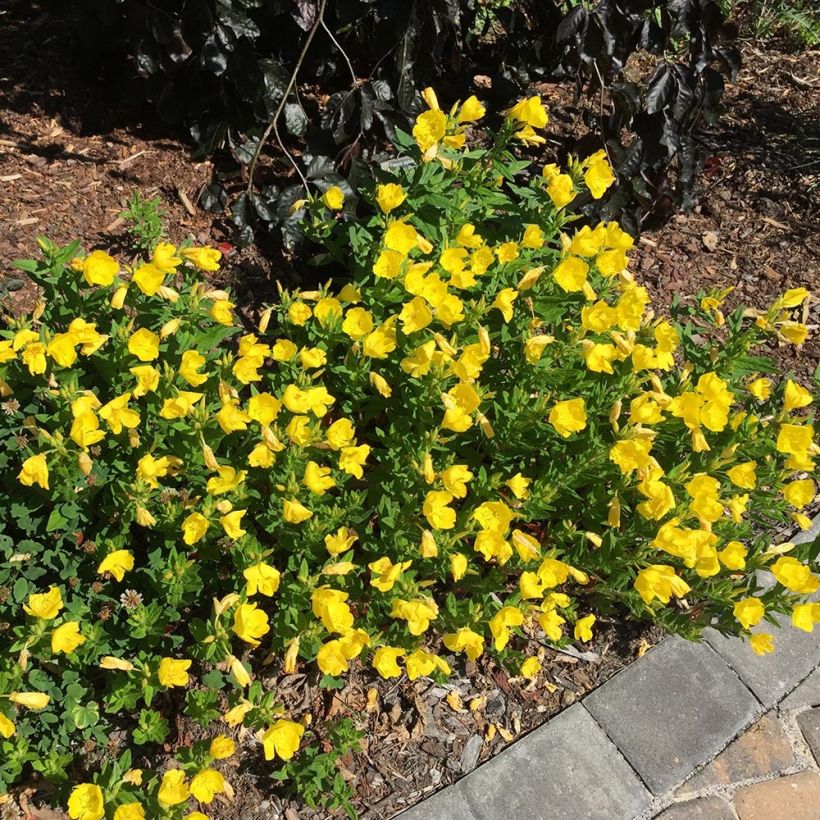 Oenothera fruticosa Michelle Ploeger - Onagra (Porte)