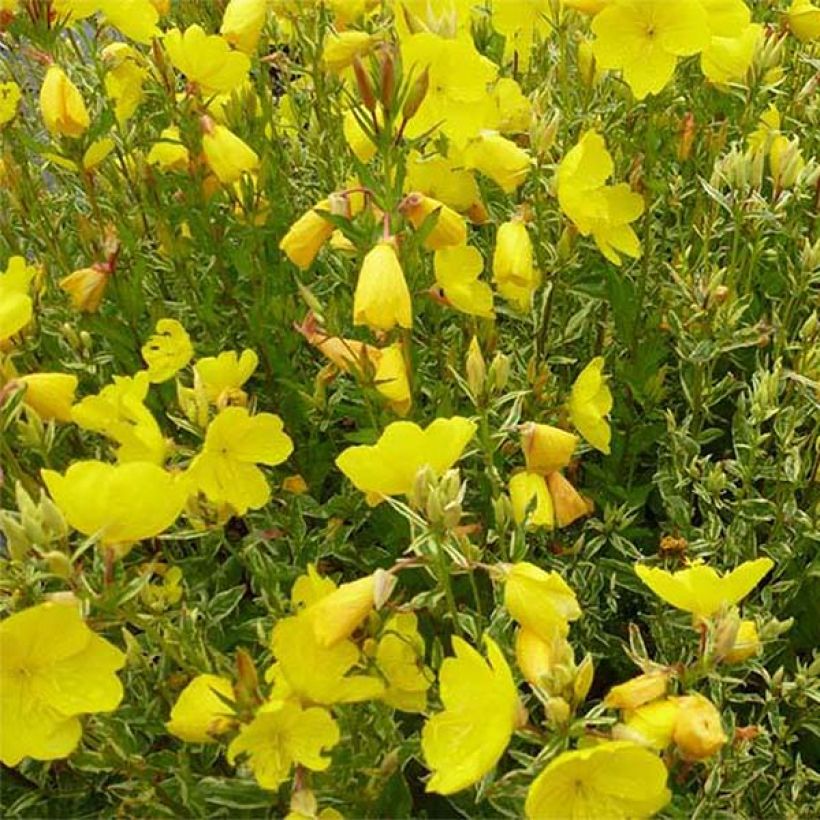 Oenothera fruticosa Silberblatt - Onagra (Floración)