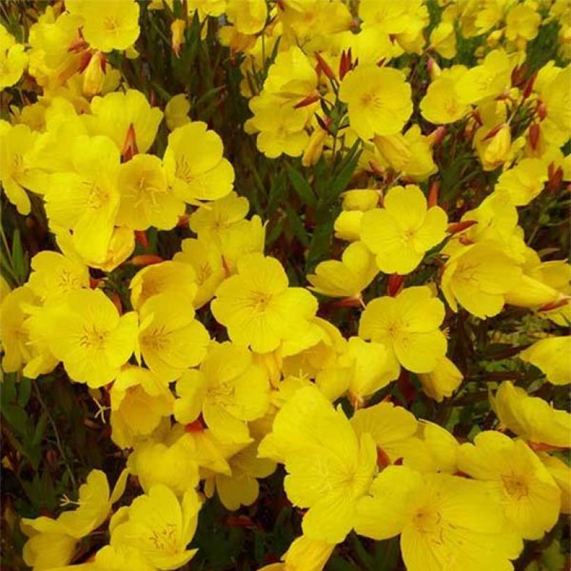 Oenothera fruticosa Sonnenwende - Onagra (Floración)