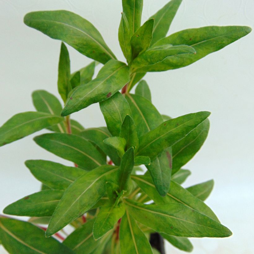 Oenothera fruticosa Sonnenwende - Onagra (Follaje)